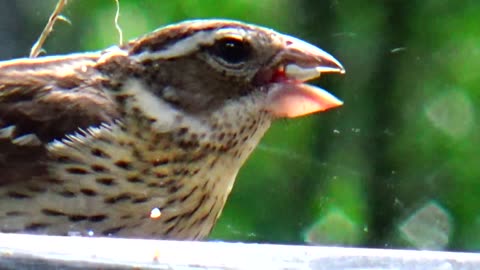 Chirping Sparrow