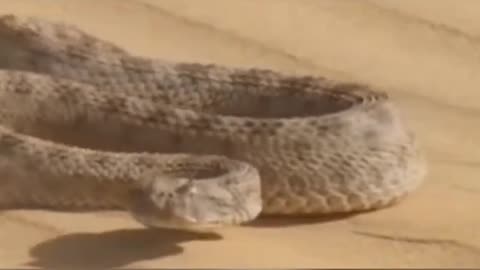 Gato do deserto e cobra