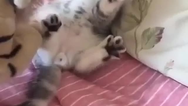 Cute cat scared and put hand to surrender