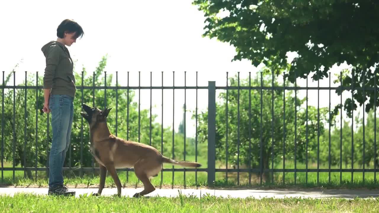 Básico dog training