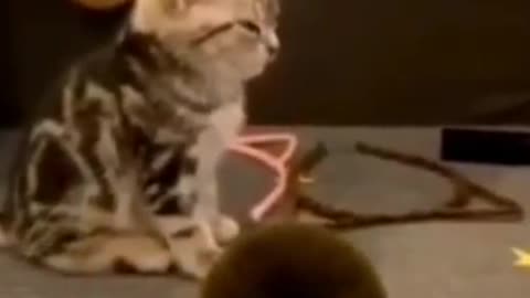 Cute Sleepy Cat - Funny Animals #cat #cutecat #dog 987 views Dec 12, 2021