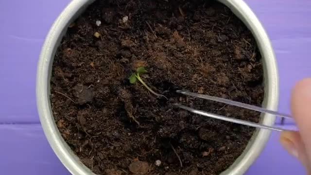 Fruit propagation techniques.