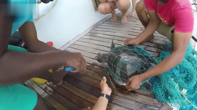 Turtle saved by a scuba diver