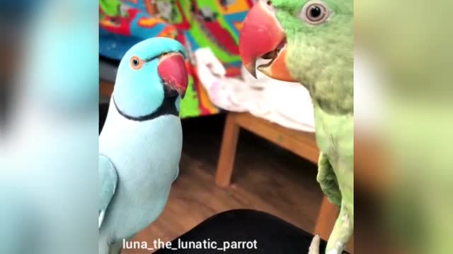 Stare Down Parrot Style