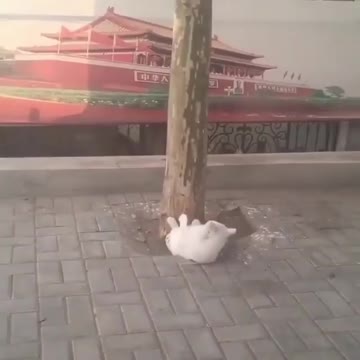 Cute but funny little pig