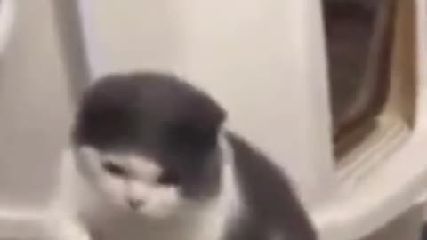 Funny Cat