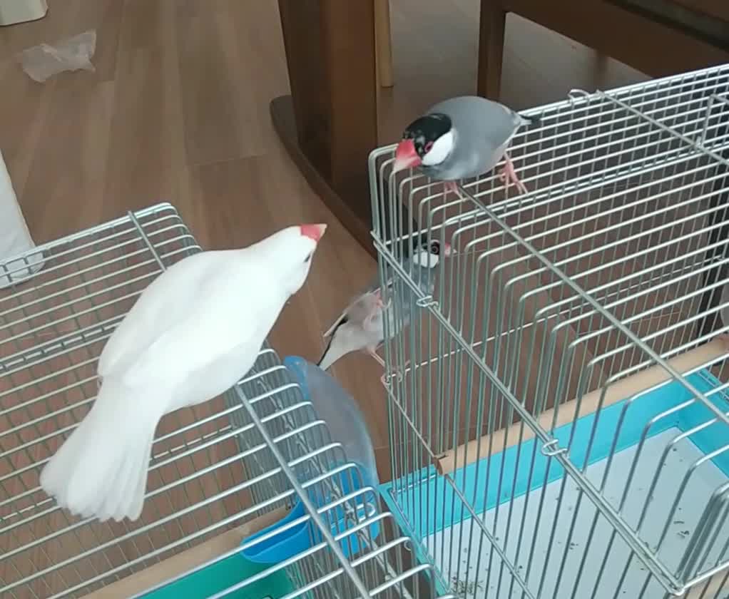 うちの最強わさび