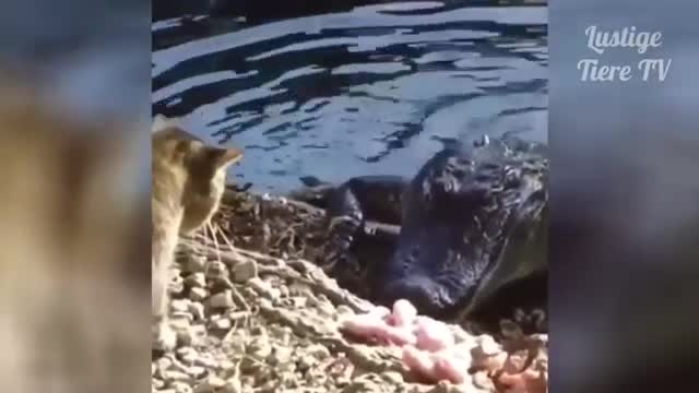 What are this dogs and cats doing?