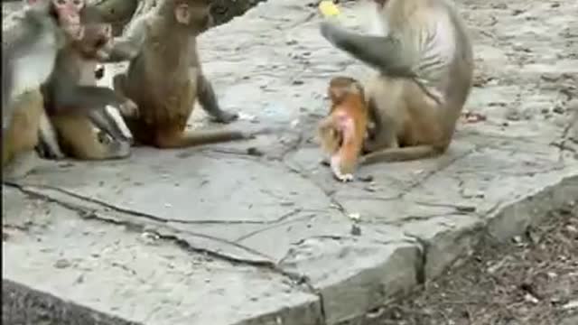 Amazing! Monkey China & Funny Love monkey| Animals Love