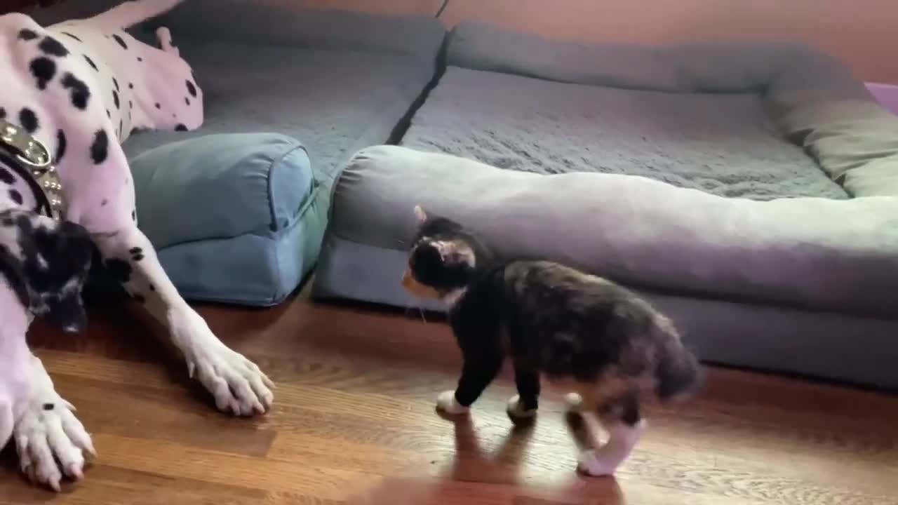 Rambunctious kitten plays with gentle Dalmatian friend