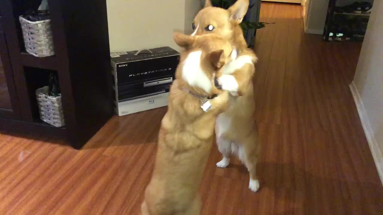 Corgi wrestling