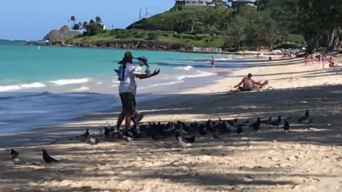 Kailua Birds on the Beach