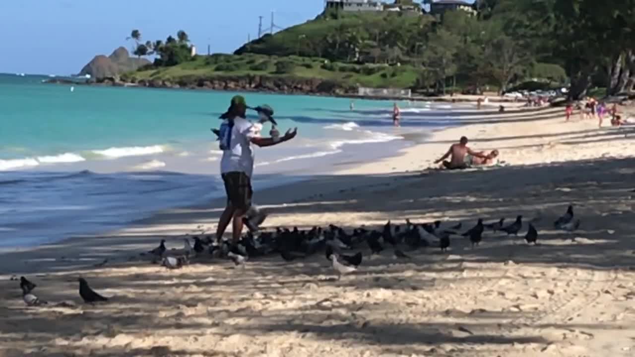 Kailua Birds on the Beach