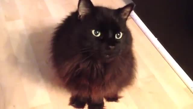 The Cutest Meow You Will Ever Here!