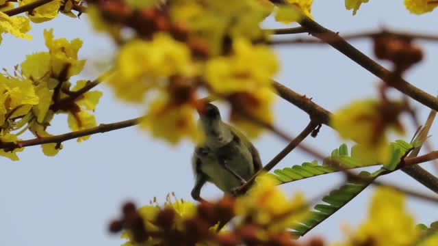 Purple-rumped Sunbird V/S Peltophorum pterocarpum flowers