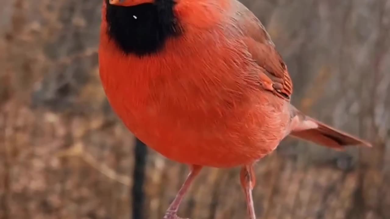 A cute little bird eating dry fruits 😋