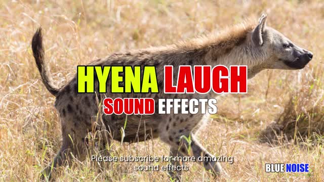 Hyena laugh sound effects