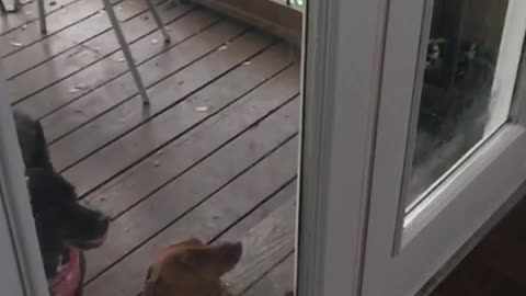 Dog jumping in slow motion against door