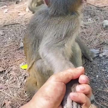 Ha ha, lovely little monkey.#tanimals #monkey #cute #foyou