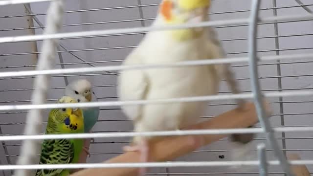 Tayer plays in the cage