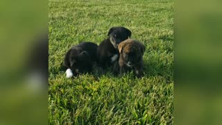 Lab/Boxer/Husky mix pups