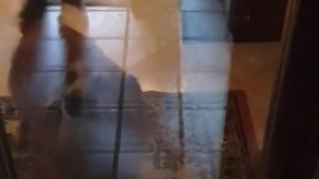 La la dog says_ 'Open this door!'🐶🚪