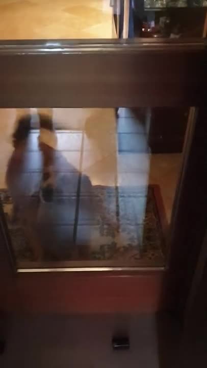 La la dog says_ 'Open this door!'🐶🚪