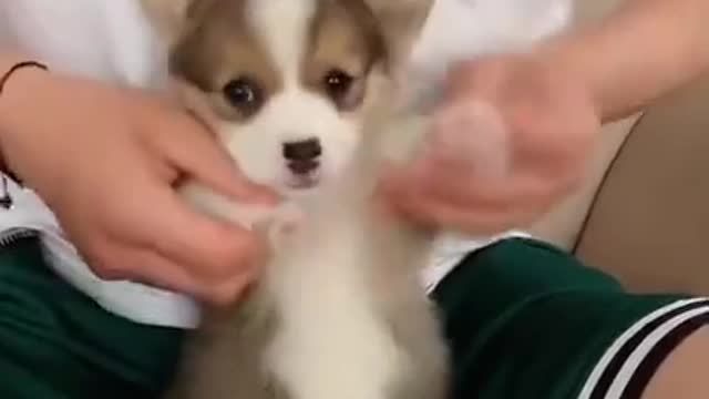 best funny pets video