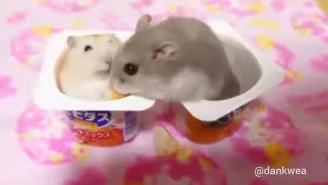 hamster slap