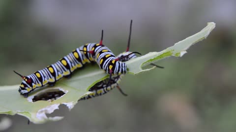 wild animals life struggle | wild animals