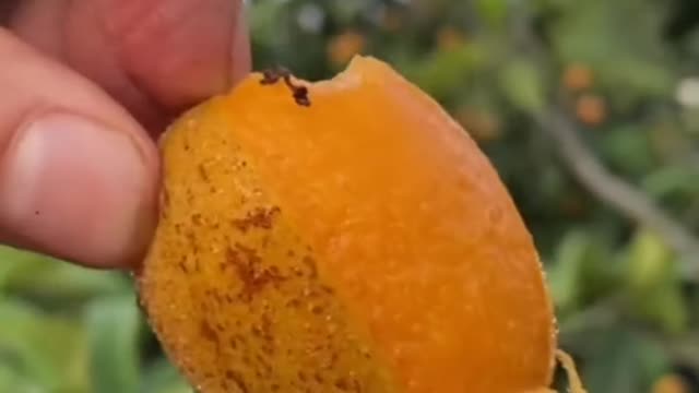 Fruits Video Farm Fresh Ninja Fruit Cutting Satisfying Fruit | Amazing Fruits Video #fruits #short