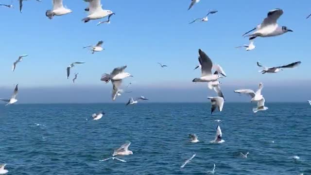 birds-flying-over-sea-