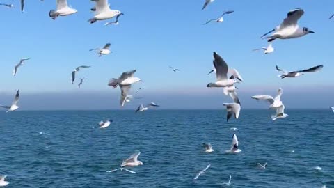 birds-flying-over-sea-