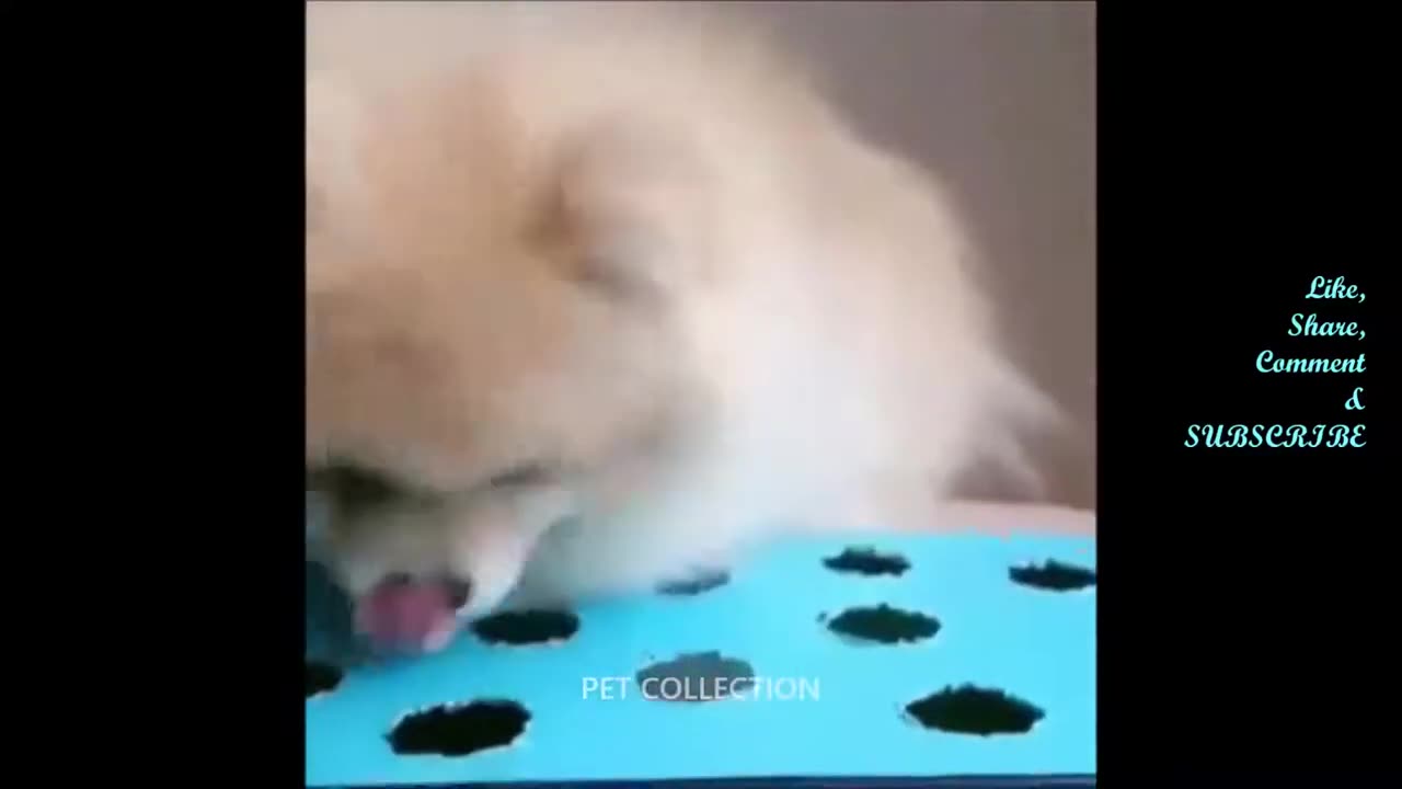 Cute Dog Videos