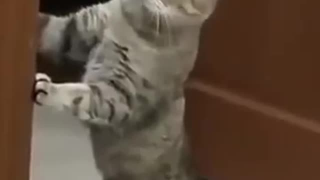 Smart cats are good at standing up