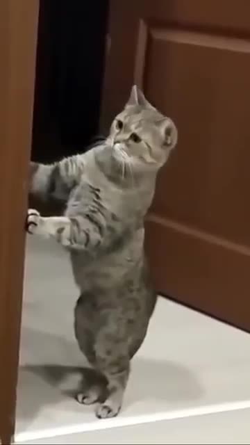 Smart cats are good at standing up