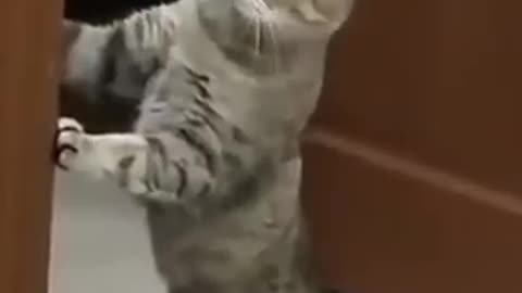 Smart cats are good at standing up