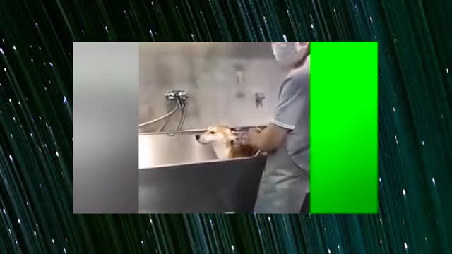 I heard that some dogs can not take a bath, a bath will become motionless, motionless wood!