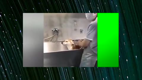 I heard that some dogs can not take a bath, a bath will become motionless, motionless wood!