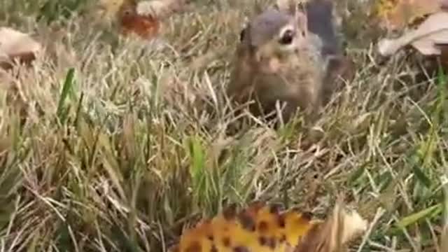 Dinky is faster then you #fyp #fast #hi #cute #chipmunk #dinky#Short