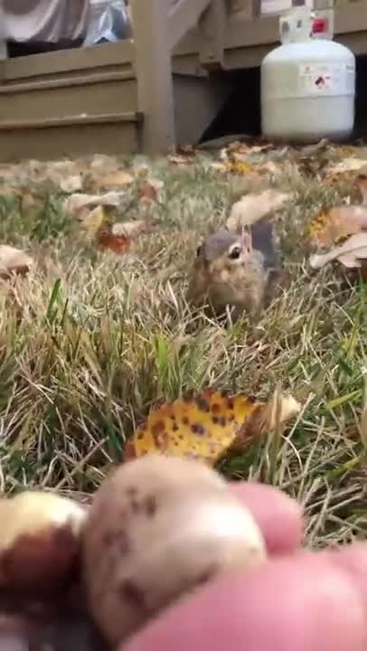 Dinky is faster then you #fyp #fast #hi #cute #chipmunk #dinky#Short