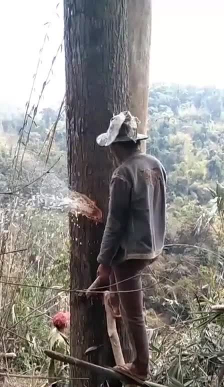 Water comes out of the tree