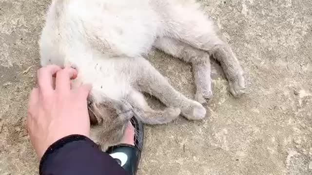 Siamese cat boiling the yard.