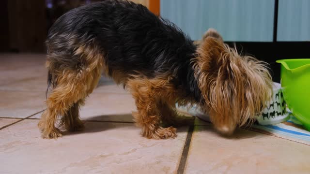 A Dog Eating Food On A Pet Plate Nicely