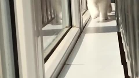 Cute Cat amazing Video