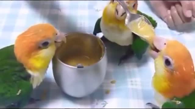 Dancing Parrots Enjoying their meal...lol#