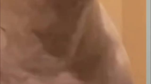 Funny dog