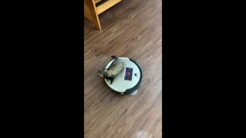 Ferret Goes for a Ride on Vacuum Cleaner