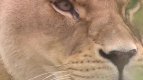 lion, lioness on the African flat fields, fat cat