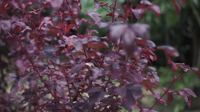 Home Front Plants